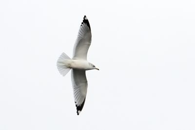 Gliding Gull