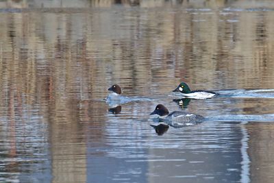 Diving Ducks