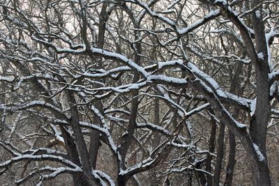 Snowtopped Forest