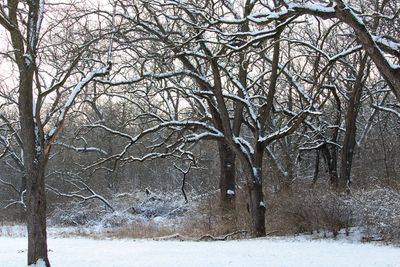 January in the Forest