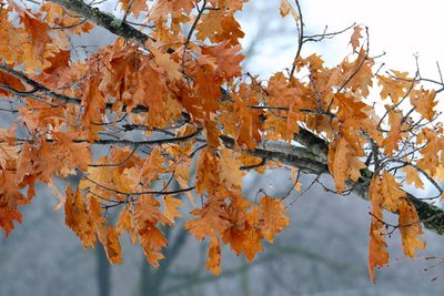 Leftover Leaves