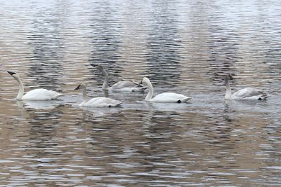 Winter Swans