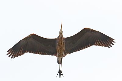 Heron Overhead