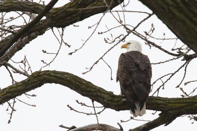Resident Eagle
