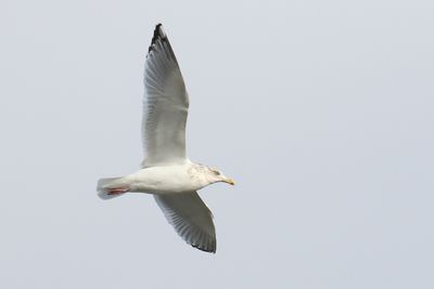 Gliding Gull