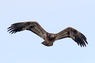 Fox Flyover