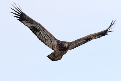 Flying for a Fish
