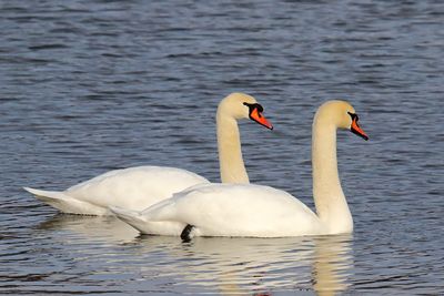 Swans on the River