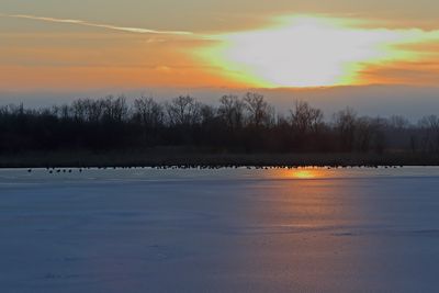 Geese on Ice