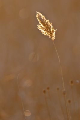 Seeds in the Sun