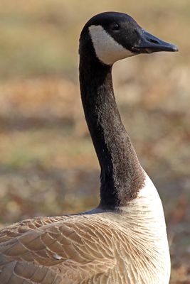 Gandering Goose