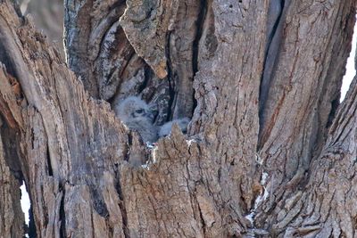 Little Owls