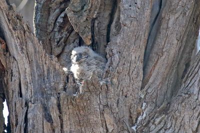 Curious Owlet