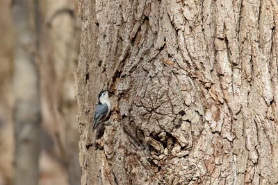 Tapping the Trunk