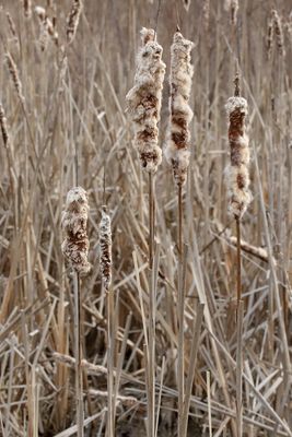 Seed Storage