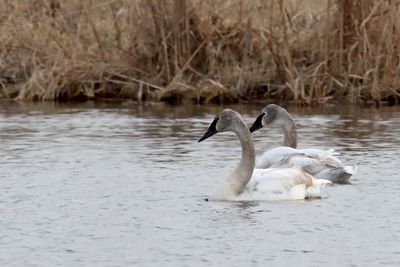 Young Swans