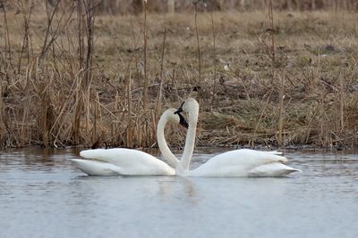 Two Trumpeters