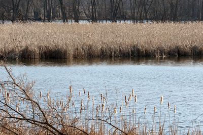 Stand of Cattails