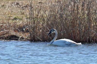 Young Swan