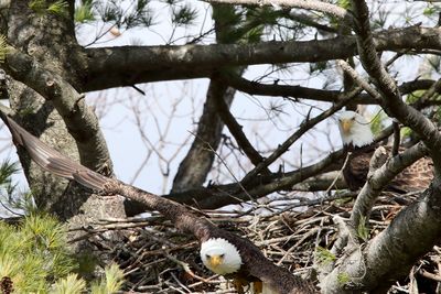 Nest Break