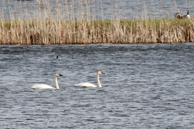 Serene Swans