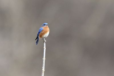 Beautiful Bluebird