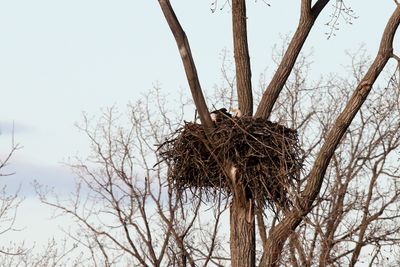 Eagles at Home