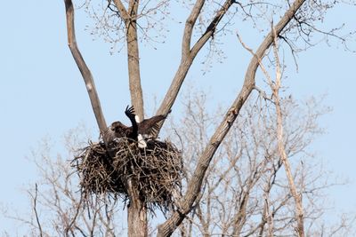 Battle of the Nest 9