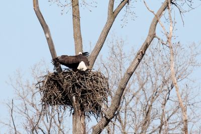 Battle of the Nest 10
