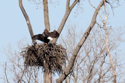 Battle of the Nest 11