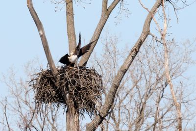 Battle of the Nest 12