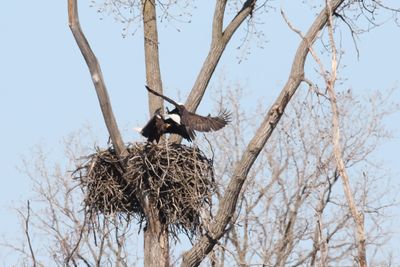 Battle of the Nest 13