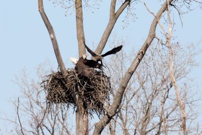Battle of the Nest 14