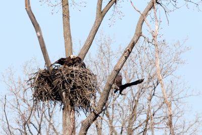 Battle of the Nest 15