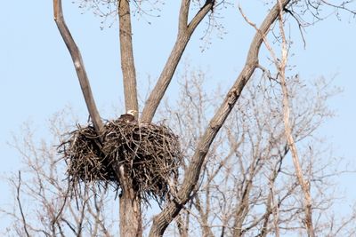 Battle of the Nest 16