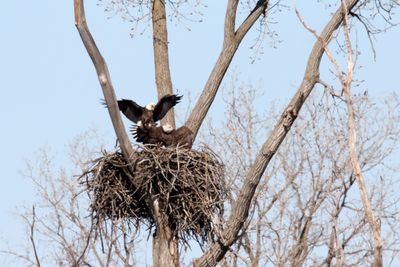 Battle of the Nest 17