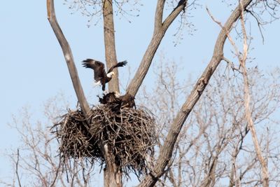 Battle of the Nest 18
