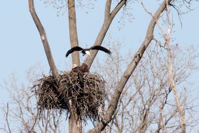 Battle of the Nest 19