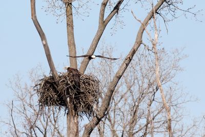 Battle of the Nest 20