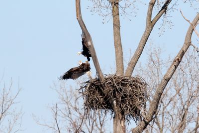 Battle of the Nest 22