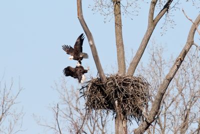 Battle of the Nest 23