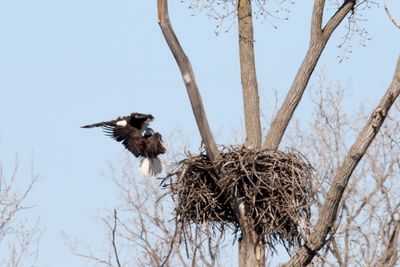Battle of the Nest 24