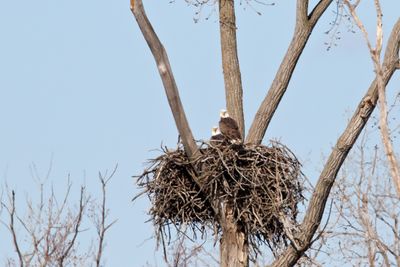 Back in the Nest