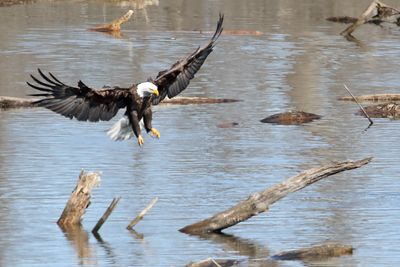 Log Landing