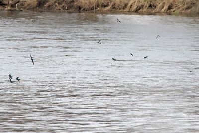 Spring Swallows