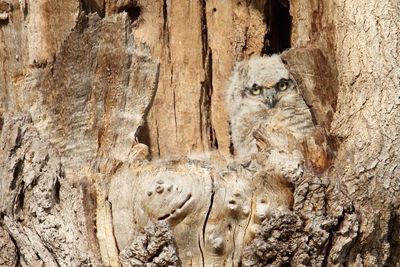 Curious Owlet