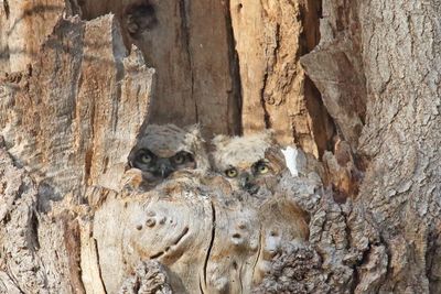 Sibling Owls