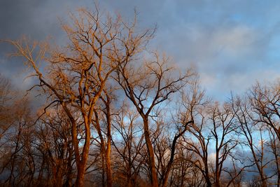 Waiting for Leaves