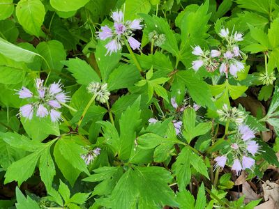 Woodland Wildflower
