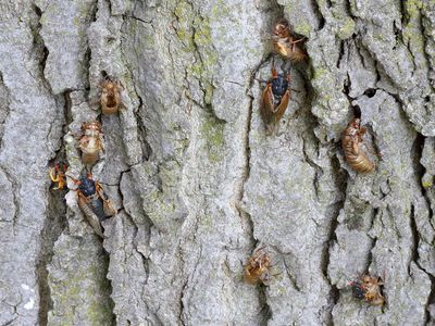 Brood XIII